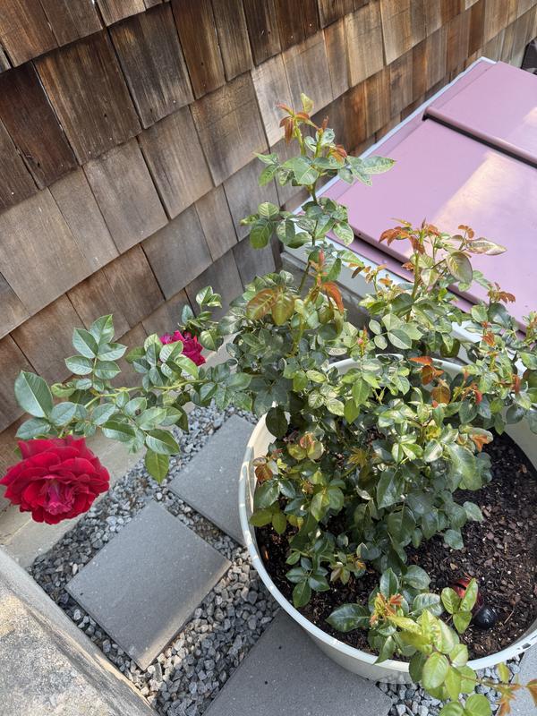 BIOADVANCED 24 oz. Ready-to-Use Rose and Flower Insect Killer