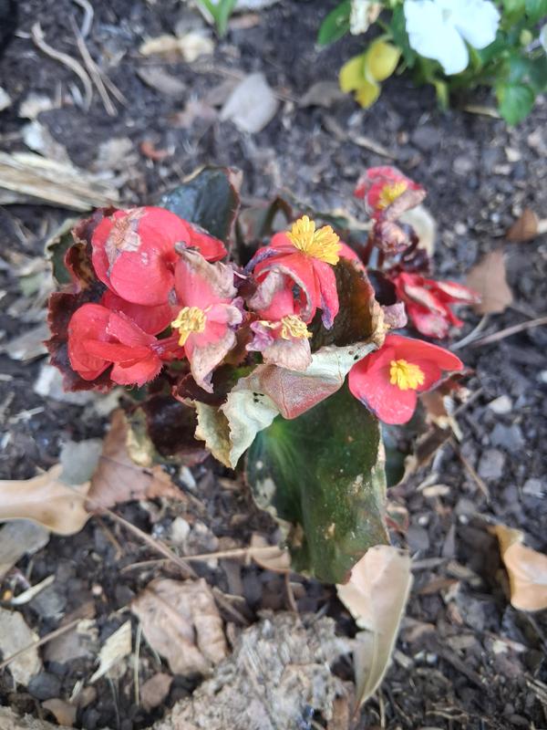 Pure Beauty 1.38 PT. Bronze Leaf Begonia Annual Plant with Red