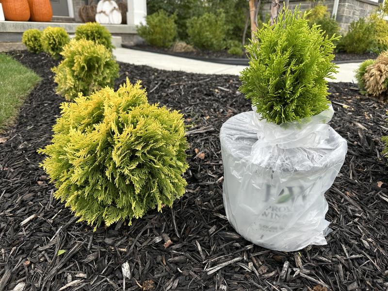 PROVEN WINNERS 2 Gal. Anna's Magic Ball Arborvitae Evergreen Shrub