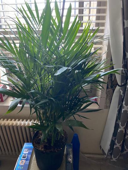 indoor window plant pots Hanging Wall Planter Shelf