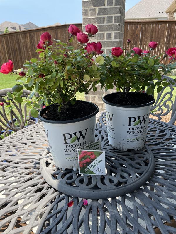 Reviews for PROVEN WINNERS 2 Gal. Oso Easy Double Red Rose Plant