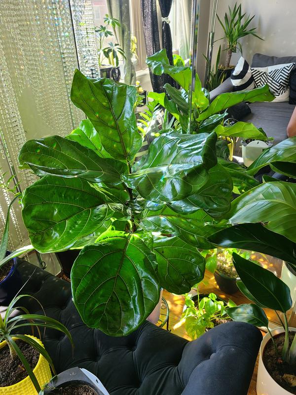United Nursery Fiddle Leaf Fig Ficus Lyrata Plant Live Plant in 10 inch  White Decor Pot 74516 - The Home Depot