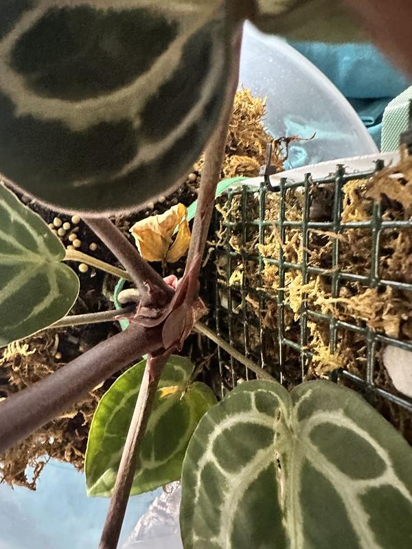 LEAFJOY Anthurium Doc Block Michelle Indoor Plant in 5 in. Ceramic