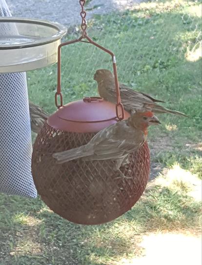 No No Red Seed Ball Wild Bird Feeder Rsb00343 At The Home Depot