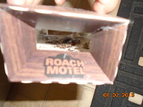 Aazon.co : Black Flag 8 traps Roach otel Cockroach Killer bait Glue Trap