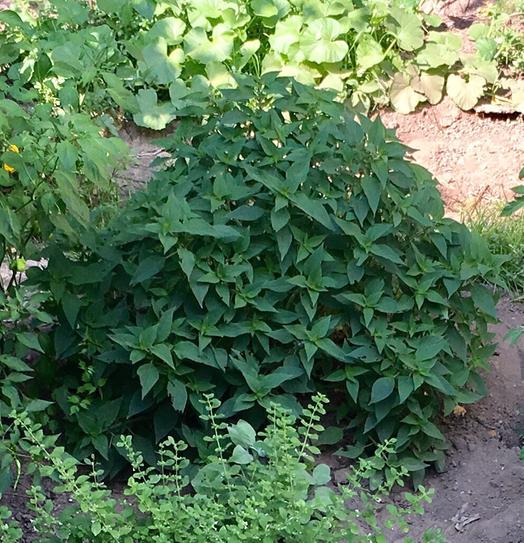 Reviews for Bonnie Plants 19 oz. Pineapple Sage Herb Plant (2-Pack) | Pg 3  - The Home Depot