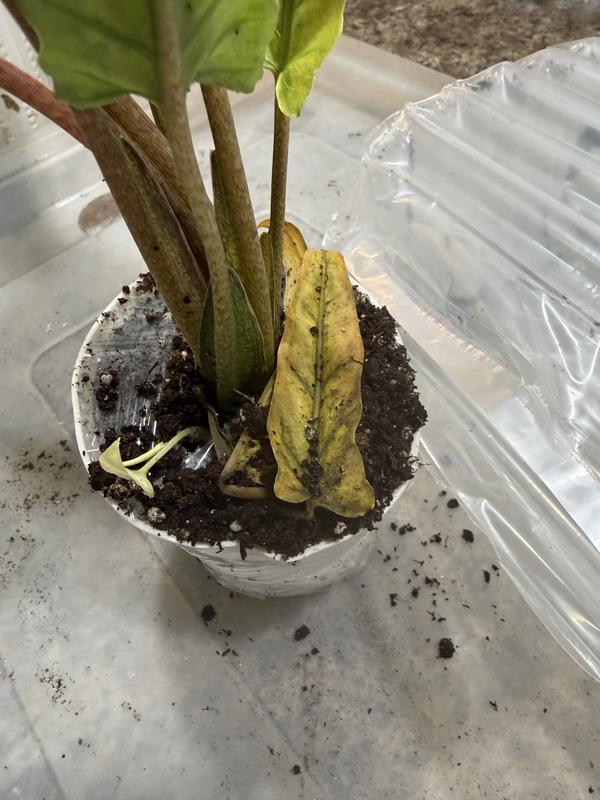 Arcadia Garden Products 4 in. Alocasia Lauterbachiana Mint Plant