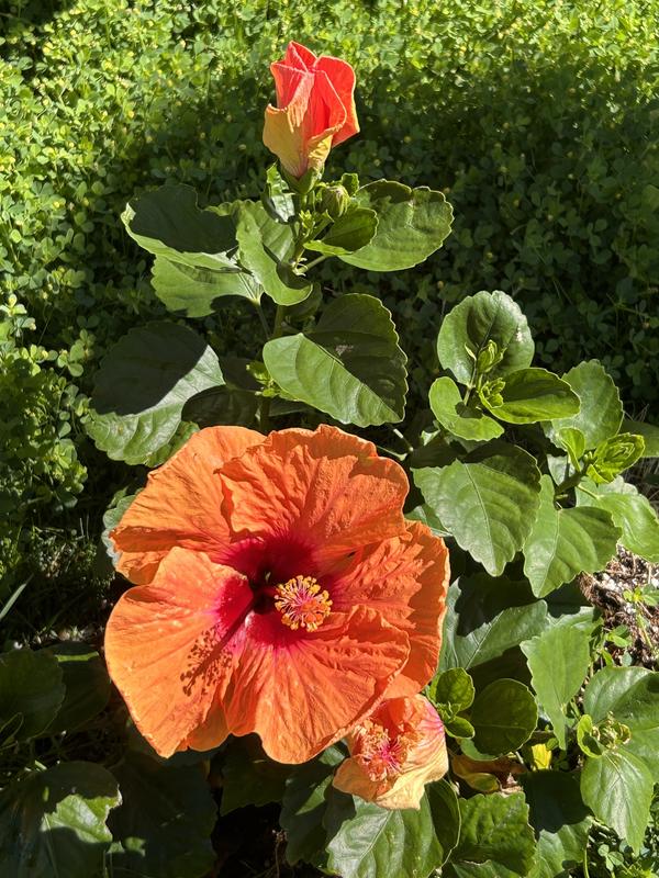 PROVEN WINNERS 1 Gal. Hollywood Disco Diva Orange and Fuchsia