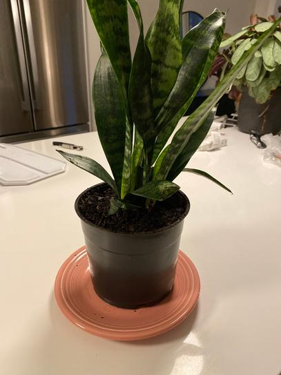 national PLANT NETWORK 6 In. Snake Plant 'Black Coral' Sansaveria