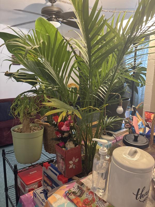giant elephant ear plants for sale near me Mojito Elephant Ear