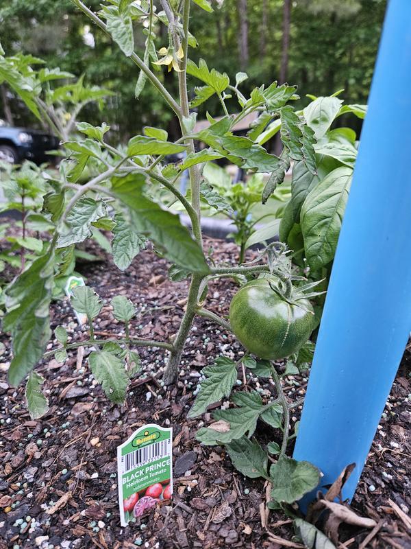 Bonnie Plants 2.32 qt. Black Prince Heirloom Tomato Plant 0258 - The Home  Depot