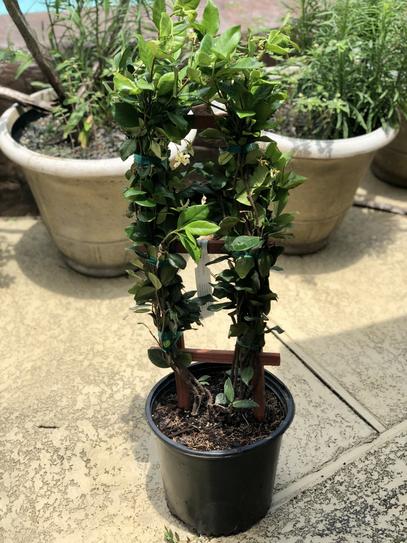 JASMINE様　〜専用〜 ジャスミン様