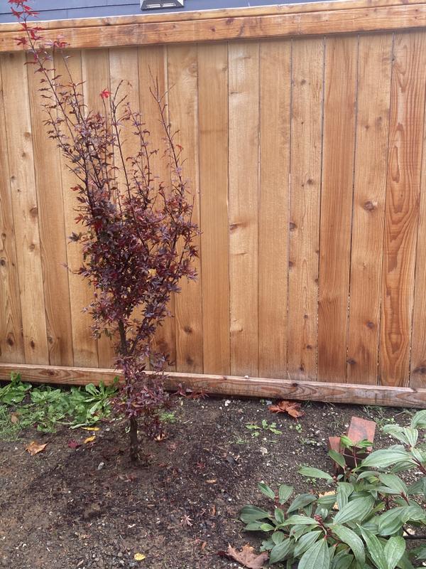 Reviews for 5 gal. Twombly's Red Sentinel Columnar Japanese Red
