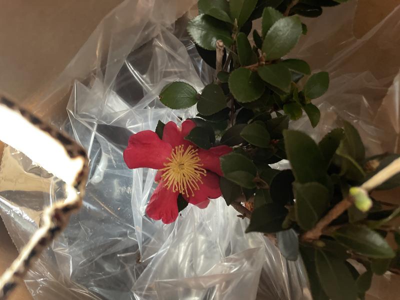 national PLANT NETWORK 3 Gal. Camellia Shi Shi Shrub with