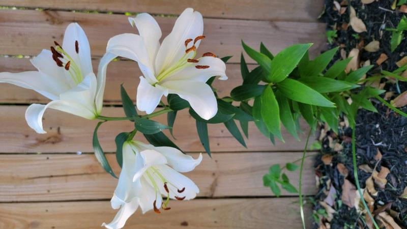 White Lilyです VAN ZYVERDEN White Lily My Wedding Bulbs (7-Pack) 83474