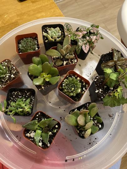 Succulents SucculentsII 2冊セット Wholesale Ultimate Variety