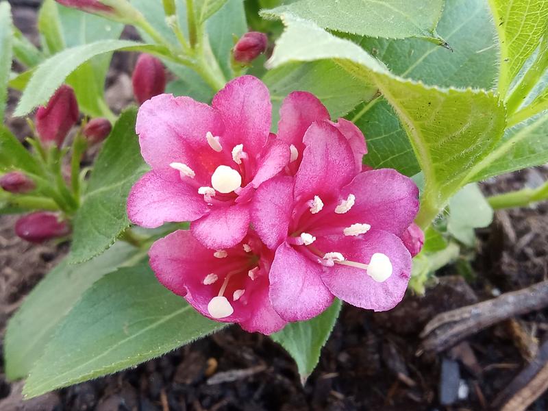 PROVEN WINNERS 4.5 in. Qt. Snippet Dark Pink Weigela (Florida