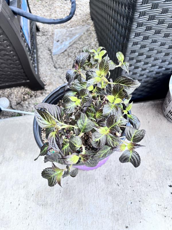 FIRST EDITIONS 2 Gal. Eclipse Bigleaf Hydrangea Shrub with Dark