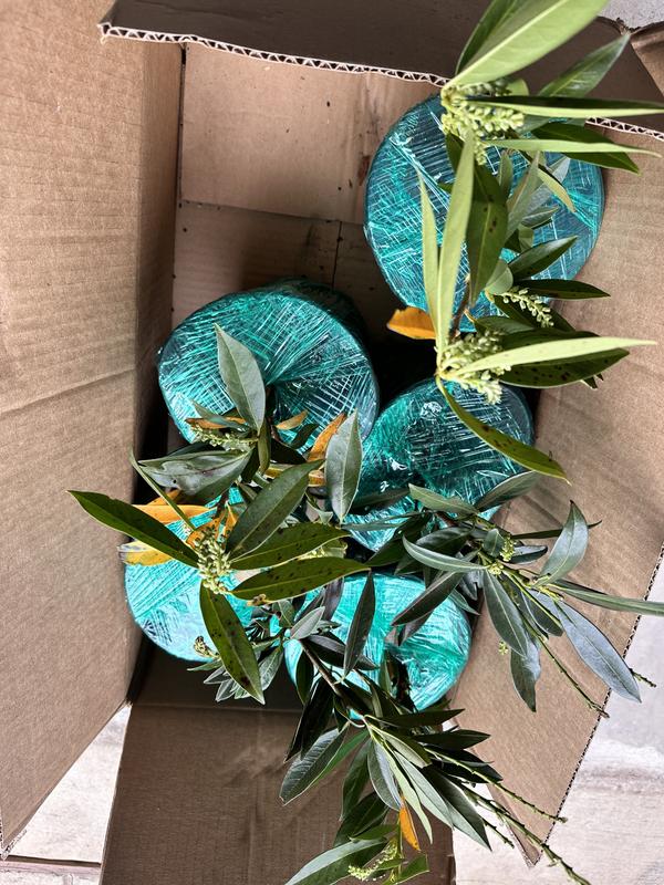 Reviews for Online Orchards 1 Gal. Cherry Laurel Otto Luyken Shrub