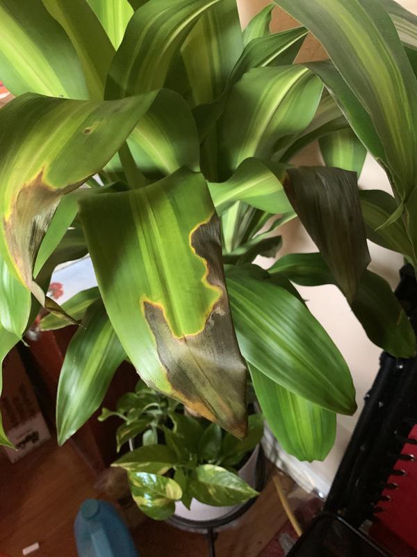 snake plant png Snake Plant  Buy Low-Maintenance Indoor Plant Online
