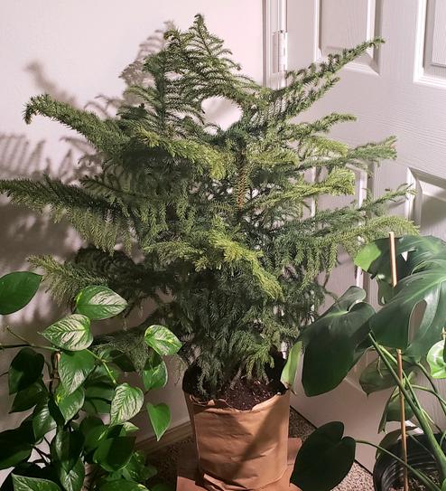 United Nursery Norfolk Island Pine In 9 25 In Grower Pot The Home Depot