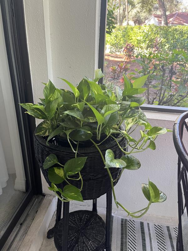 Have a question about Costa Farms 10 in. Mass Cane/Pothos Combo Plant? - Pg  1 - The Home Depot