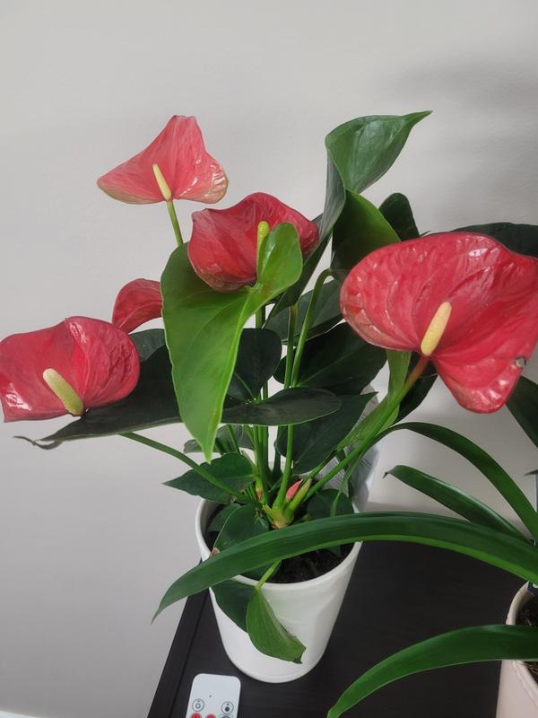 Have a question about Just Add Ice Red 5 in. Essential Anthurium Plant in  Ceramic Pot? - Pg 1 - The Home Depot