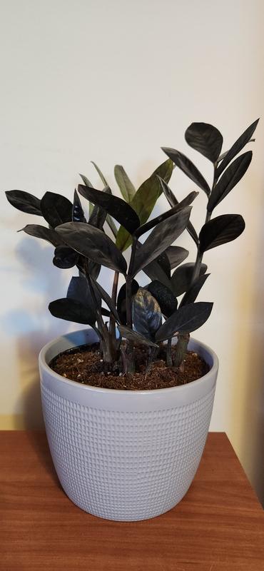 black zz plant canada Black Raven ZZ Plant: Zamioculcas - 14" Pot