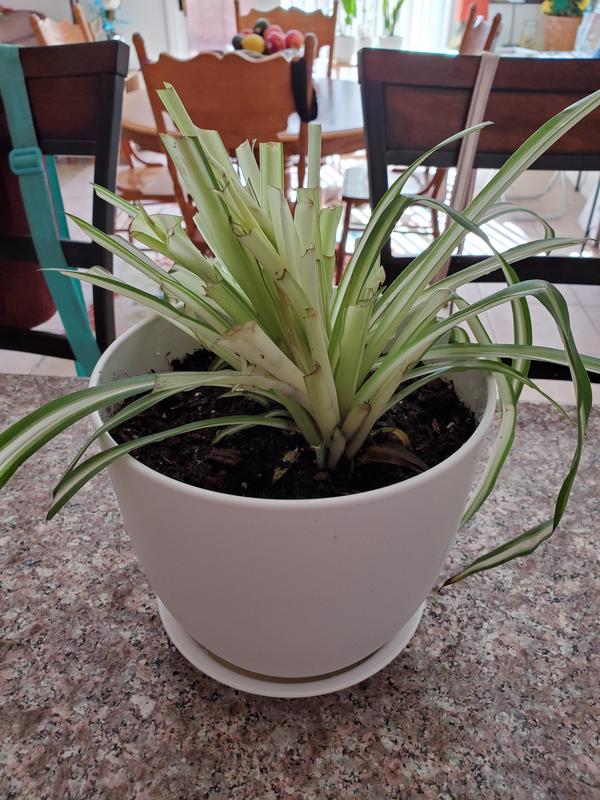 where can i buy yucca Yucca Color Guard  Striking Variegated Evergreen Accent Plant  Greenwood  Nursery