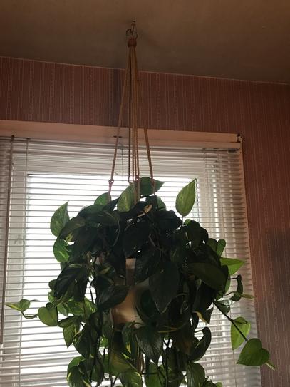 Primitive Planters 30 in. Sage Green Polypropylene Macrame Plant ...
