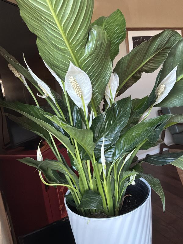 Vigoro 10 in. Spathiphyllum Peace Lily in White Plastic Deco Pot