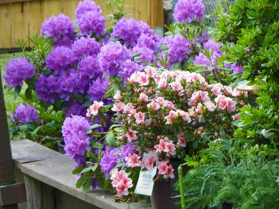 ピンクローズ SPJ050，Chou Chou 闪闪发光, Japanese Floribunda Rose, Non