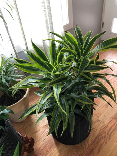 chrue philodendron Philodendron verrucosum 