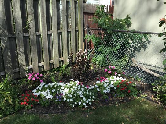 FIRST EDITIONS 1 Gal. Lunar Magic Crape Myrtle Flowering Shrub