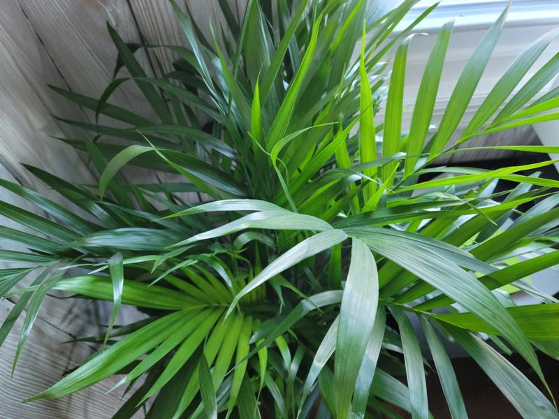 dracaena brown tips Dracaena marginata 'Colorama' tips 10