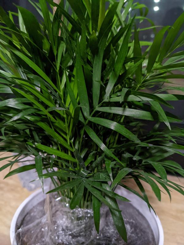 live succulent arrangements Modern Bowl & Aloe Succulent Arrangement  Distinctive Interiors and Design