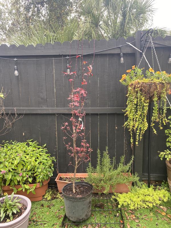 Reviews for 5 gal. Twombly's Red Sentinel Columnar Japanese Red