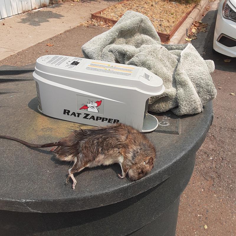 Have a question about Rat Zapper Indoor Battery-Powered Ultra Rat