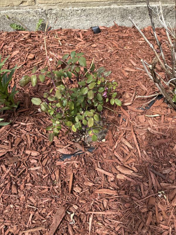 KNOCK OUT 1 Gal. Red Double Knock Out Rose Bush with Red Flowers