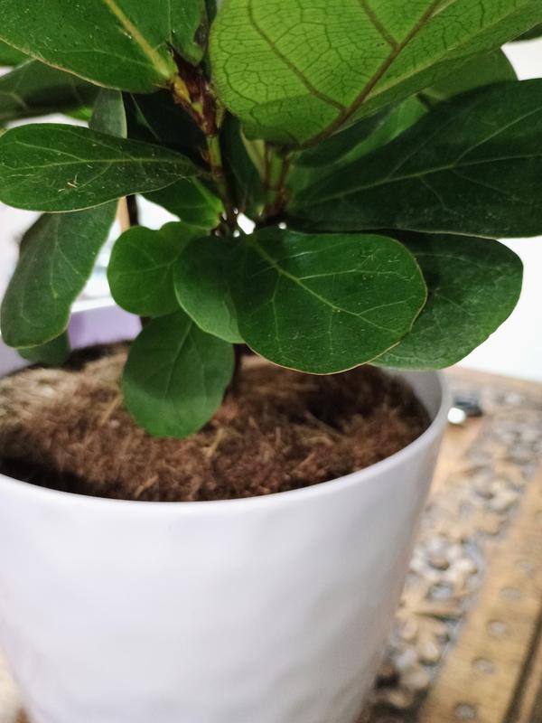 money tree potting soil Money Tree 10" Std