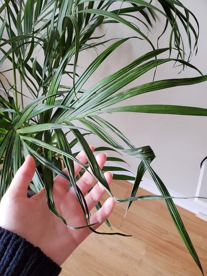 Costa Farms Cateracterum Indoor Palm (Cat Palm) in 8.75 in. Grower Pot,  Avg. Shipping Height 3-4 ft. Tall L-CAT-G-POT-01 - The Home Depot