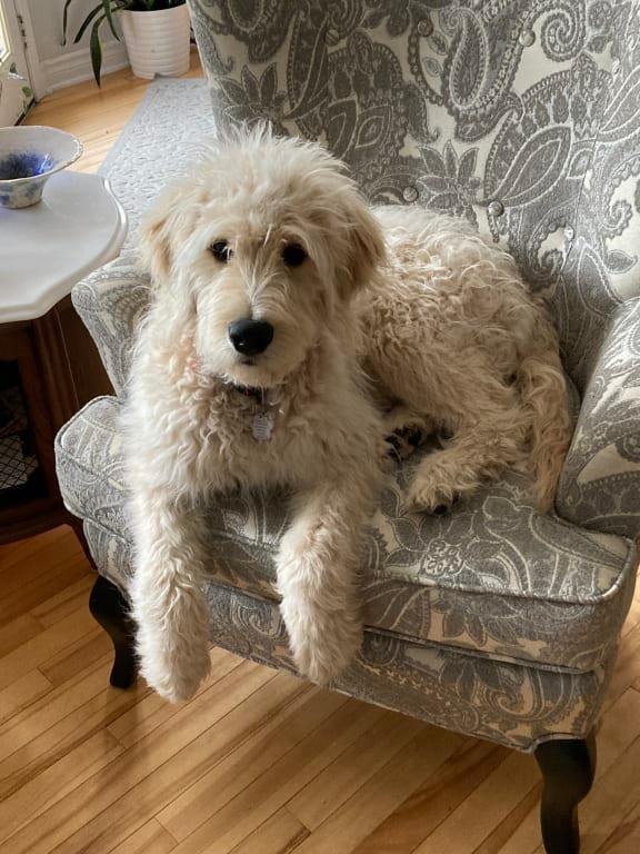 The Beast - but adorable on every way