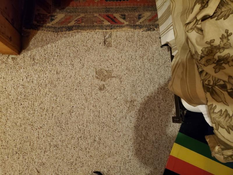 Before. Two month old dog vomit.