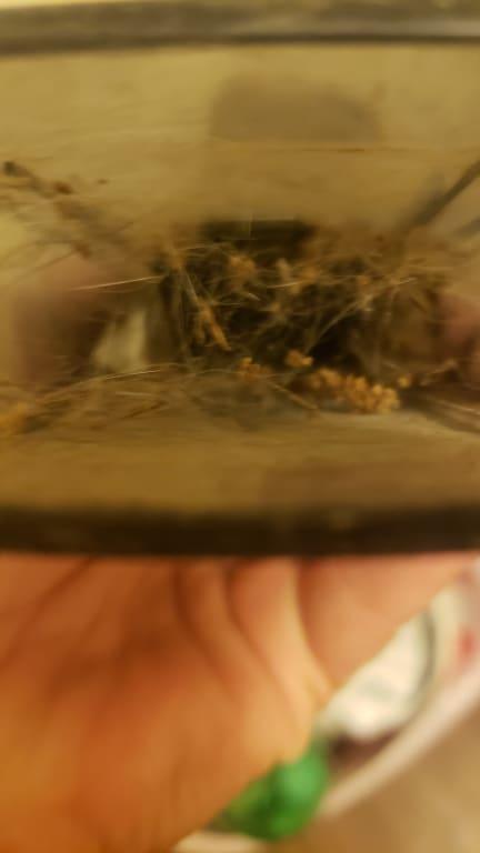 Dirt stuck on trap door