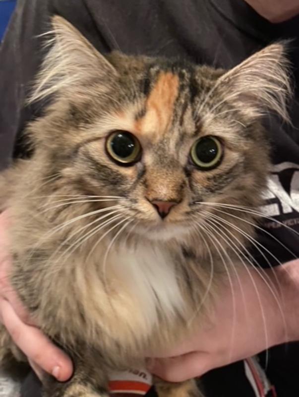 Photo - commentaire&nbsp;3.