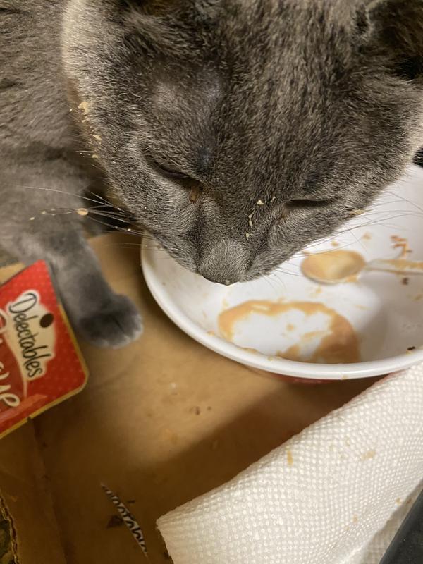 My cat licked on this almost full tupperware of soup, while I was heating  soup to eat : r/mildlyinfuriating