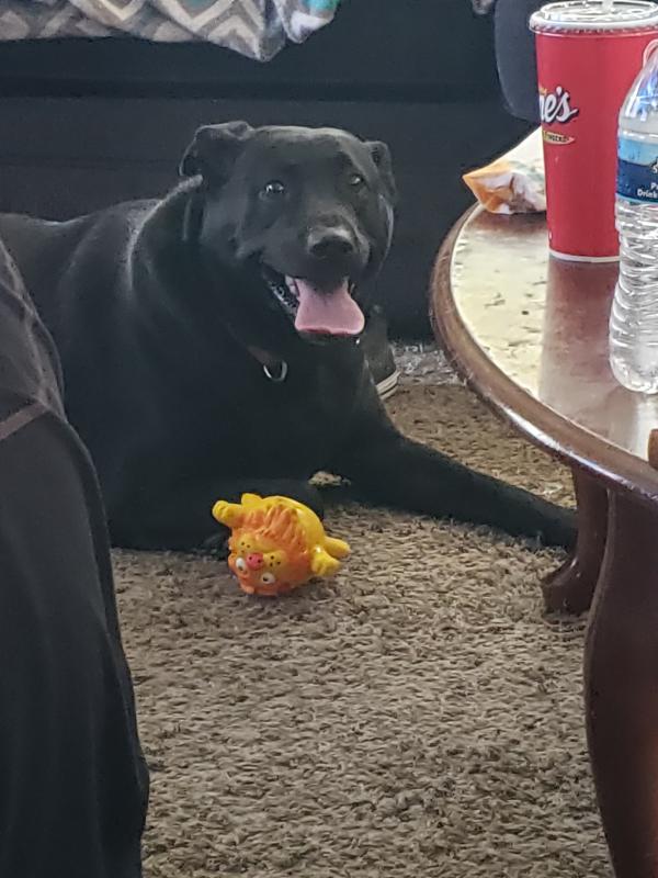 Bella loving her new chew toy!