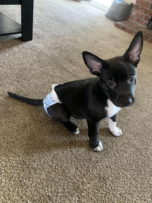 Hartz® Disposable Dog Diapers with FlashDry® Gel Technology - 36ct