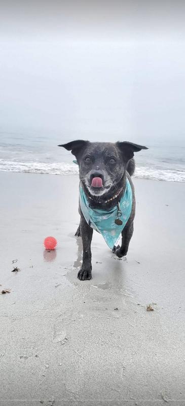 Photo - commentaire 1.