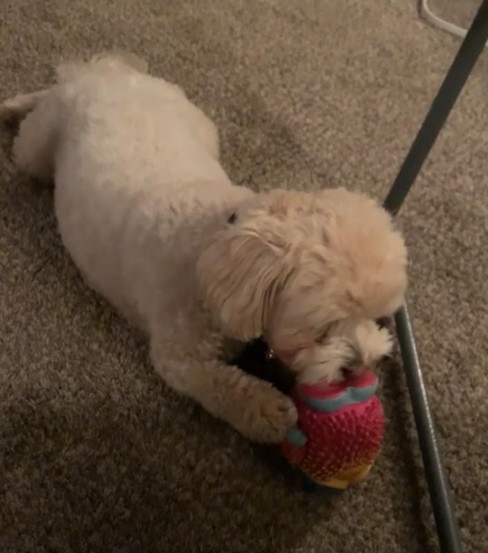 Always cleaning it, cuddling it, waiting for me to throw it!